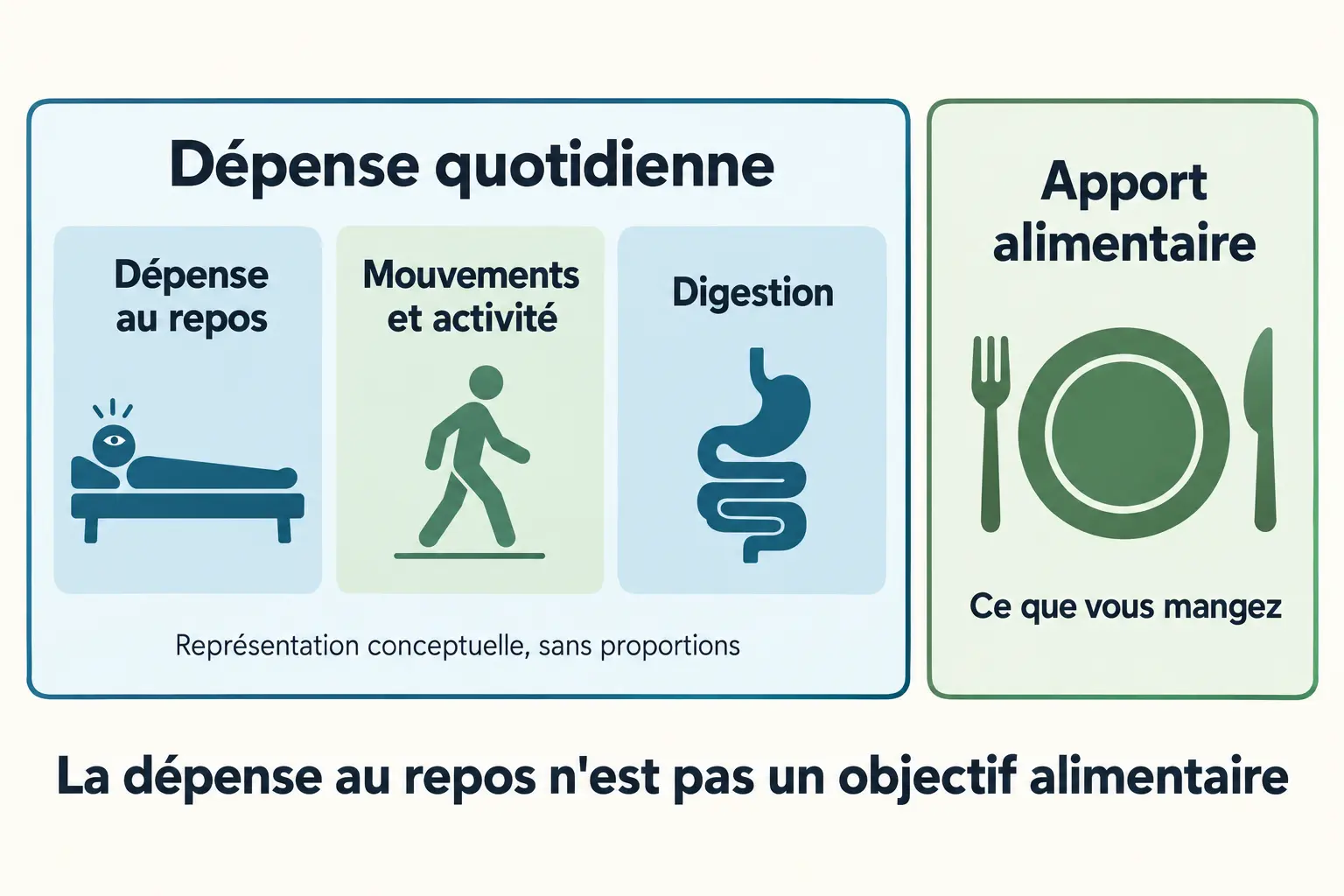 schéma conceptuel — calcul metabolisme basal