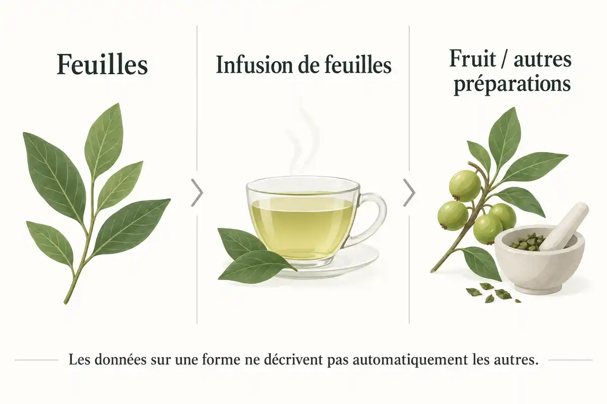Schéma en trois colonnes présentant des feuilles, une infusion de feuilles et un fruit avec un mortier, séparés par des flÚches. En bas : « Les données sur une forme ne décrivent pas automatiquement les autres. »